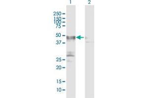 Western Blot analysis of PLA1A expression in transfected 293T cell line by PLA1A MaxPab polyclonal antibody. (PLA1A 抗体  (AA 1-456))