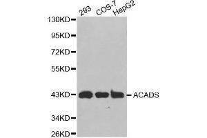 Western blot analysis of extracts of various cell lines, using ACADS antibody. (ACADS 抗体  (AA 1-260))