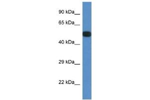 WB Suggested Anti-Ppp2r5e Antibody Titration: 1. (PPP2R5E 抗体  (N-Term))
