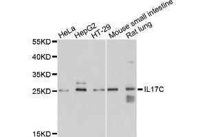 Western blot analysis of extracts of various cell lines, using IL17C antibody. (IL17C 抗体)