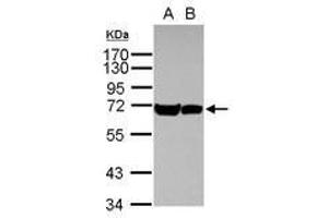 Image no. 1 for anti-Heat Shock 70kDa Protein 1A (HSPA1A) (AA 190-423) antibody (ABIN1498747) (HSP70 1A 抗体  (AA 190-423))