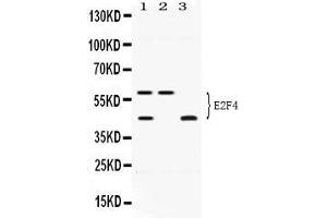 Western blot analysis of E2F4 expression in HELA whole cell lysates ( Lane 1), U20S whole cell lysates ( Lane 2) and MCF-7 whole cell lysates ( Lane 3).
