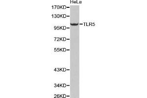 Western Blotting (WB) image for anti-Toll-Like Receptor 5 (TLR5) (AA 714-858) antibody (ABIN3022439) (TLR5 抗体  (AA 714-858))