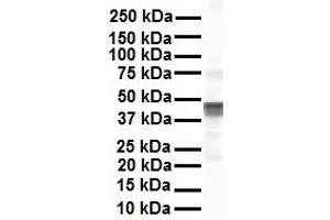 Western Blotting (WB) image for anti-Eukaryotic Translation Elongation Factor 1 alpha 1 (EEF1A1) (C-Term) antibody (ABIN2783254)