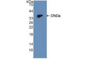 Western blot analysis of recombinant Human DUSP6. (DUSP6 抗体  (AA 1-300))