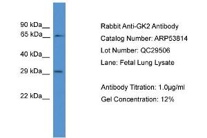 WB Suggested Anti-GK2  Antibody Titration: 0. (GK2 抗体  (N-Term))