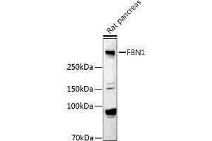 Western blot analysis of extracts of Rat pancreas, using FBN1 antibody (ABIN7267176) at 1:1000 dilution. (Fibrillin 1 抗体  (AA 360-460))