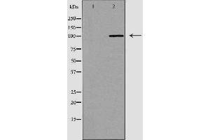 Western blot analysis of Mouse heart lysate, using LIG4 Antibody. (LIG4 抗体  (C-Term))