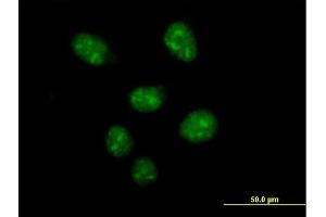 Immunofluorescence of purified MaxPab antibody to USF2 on HeLa cell. (USF2 抗体  (AA 1-346))