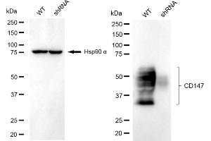 Western blotting analysis using CD147 antibody (ABIN7797735).