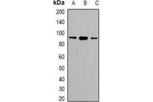 Western blot analysis of SRSF5 expression in HeLa (A), RAW264.