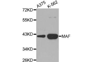 Western Blotting (WB) image for anti-V-Maf Musculoaponeurotic Fibrosarcoma Oncogene Homolog (Avian) (MAF) antibody (ABIN1873583) (MAF 抗体)