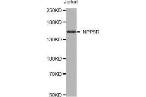 Western blot analysis of extracts of Jurkat cell line, using INPP5D antibody. (INPP5D 抗体  (AA 959-1188))