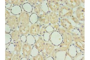 Immunohistochemistry of paraffin-embedded human kidney tissue using ABIN7170829 at dilution of 1:100 (SDF2 抗体  (AA 19-211))