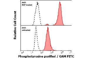 Anti-Phosphotyrosine purified antibody (clone P-Tyr-01) Specificity Verification by Flow Cytometry Anti-Phosphotyrosine purified antibody (concentration in sample 2 μg/mL, GAM FITC, red-filled histogram) binds specifically to surface phosphotyrosines in EGF treated A431 cells (upper panel), but not to the untreated A431 cells (lower panel). (Phosphotyrosine 抗体)