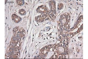 Immunohistochemistry (IHC) image for anti-Carboxypeptidase A1 (Pancreatic) (CPA1) (AA 1-419) antibody (ABIN1490771) (CPA1 抗体  (AA 1-419))