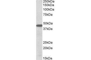 Western Blotting (WB) image for anti-Pre-B-Cell Leukemia Homeobox Protein 1 (PBX1) (Internal Region) antibody (ABIN2464673) (PBX1 抗体  (Internal Region))