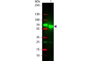 Western Blot of Texas Conjugated Goat Anti-Rat IgA (Alpha chain) Secondary Antibody. (山羊 anti-大鼠 IgA Antibody (Texas Red (TR)))