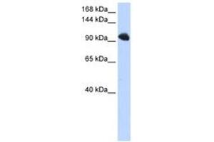 Image no. 1 for anti-Splicing Factor, Suppressor of White-Apricot Homolog (SFSWAP) (AA 36-85) antibody (ABIN6740677) (SFRS8 抗体  (AA 36-85))