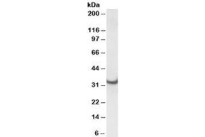 Western blot testing of rat heart lysate with ATP5C1 antibody at 0. (ATP5C1 抗体)