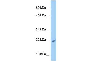 WB Suggested Anti-SRP14 Antibody Titration: 1. (SRP14 抗体  (C-Term))