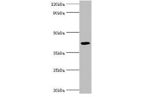 Western blot All lanes: Alkylated DNA repair protein alkB homolog 1 antibody at 9 μg/mL + Mouse kidney tissue Secondary Goat polyclonal to rabbit IgG at 1/10000 dilution Predicted band size: 44 kDa Observed band size: 44 kDa (ALKBH1 抗体  (AA 110-389))