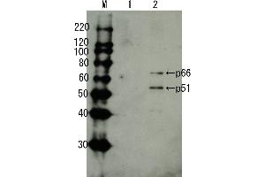 Western Blotting (WB) image for anti-HIV-1 Reverse Transcriptase (HIV1RT) (full length) antibody (ABIN2452030) (HIV1RT 抗体  (full length))