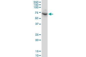 DDX56 monoclonal antibody (M03), clone 6B9. (DDX56 抗体  (AA 450-547))