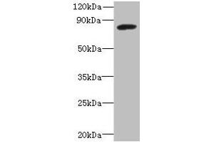 Western blot All lanes: PBXIP1 antibody at 4 μg/mL + A549 whole cell lysate Secondary Goat polyclonal to rabbit IgG at 1/10000 dilution Predicted band size: 81, 78, 73 kDa Observed band size: 81 kDa (PBXIP1 抗体  (AA 361-600))