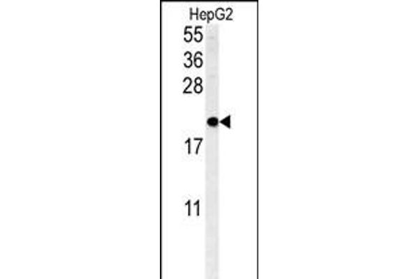 SFT2D3 抗体  (N-Term)