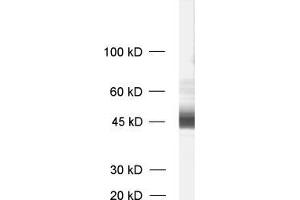 dilution: 1 : 1000, sample: synaptic membrane fraction of rat brain (LP1) (MCTS1 抗体)