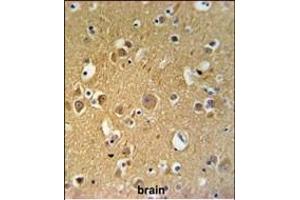 TUBB2C Antibody (Center) (ABIN651319 and ABIN2840186) IHC analysis in formalin fixed and paraffin embedded human brain tissue followed by peroxidase conjugation of the secondary antibody and DAB staining. (TUBB2C 抗体  (AA 99-125))