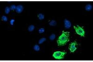 Immunofluorescence (IF) image for anti-Lipoprotein Lipase (LPL) (AA 28-475) antibody (ABIN1491319) (Lipoprotein Lipase 抗体  (AA 28-475))