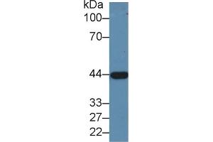 Western blot analysis of Pig Liver lysate, using Human ADH1 Antibody (1. (ADH1 抗体  (AA 169-370))