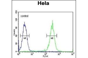 RAD26 Antibody (N-term) (ABIN654126 and ABIN2844001) flow cytometric analysis of Hela cells (right histogram) compared to a negative control cell (left histogram).