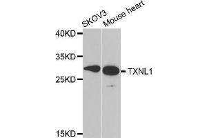 Western blot analysis of extracts of various cell lines, using TXNL1 antibody (ABIN5973739) at 1/1000 dilution. (TXNL1 抗体)
