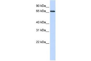Western Blotting (WB) image for anti-DDB1 and CUL4 Associated Factor 13 (DCAF13) antibody (ABIN2459868)
