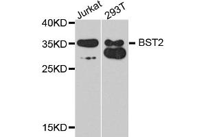 Western blot analysis of extracts of various cell lines, using BST2 antibody (ABIN1871361) at 1:1000 dilution. (BST2 抗体)