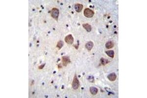 Immunohistochemistry analysis in formalin fixed and paraffin embedded human brain tissue reacted with PDE1B Antibody (C-term) followed by peroxidase conjugation of the secondary antibody and DAB staining. (PDE1B 抗体  (C-Term))