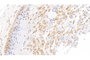 Detection of NODAL in Human Placenta Tissue using Polyclonal Antibody to Nodal Homolog (NODAL) (Nodal 抗体  (AA 27-347))
