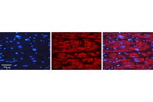 Immunohistochemistry (IHC) image for anti-Glyceraldehyde-3-Phosphate Dehydrogenase (GAPDH) (N-Term) antibody (ABIN2778645)