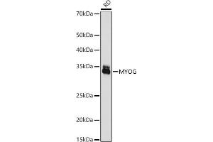 Western blot analysis of extracts of RD cells, using Myogenin antibody (ABIN7268739) at 1:1000 dilution. (Myogenin 抗体  (AA 1-1))