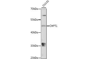 Western blot analysis of extracts of DU145 cells, using CHPT1 antibody (ABIN7266345) at 1:1000 dilution. (CHPT1 抗体  (AA 1-100))