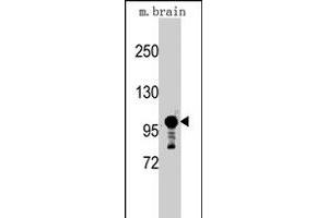 Western blot analysis of Sema5a polyclonal antibody  in mouse brain tissue lysates (35 ug/lane). (SEMA5A 抗体  (C-Term))