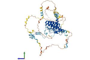 AlphaFold protein structure predicition of Human Recombinant LMOD2 Protein, UniprotID Q6P5Q4