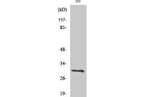 Western Blotting (WB) image for anti-BCL2-Like 1 (BCL2L1) (Thr47) antibody (ABIN5959000) (BCL2L1 抗体  (Thr47))