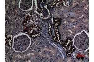 Immunohistochemistry (IHC) analysis of paraffin-embedded Human Kidney, antibody was diluted at 1:100. (RHCG 抗体  (Internal Region))