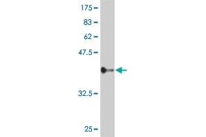 Western Blot detection against Immunogen (36. (ZNF263 抗体  (AA 201-298))