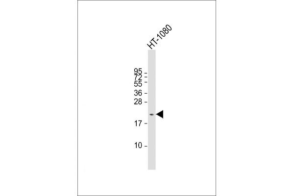 CTAG1A 抗体  (N-Term)