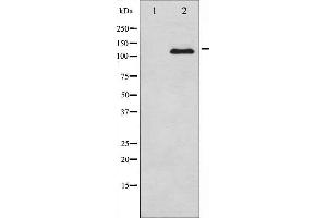 Western blot analysis of M-CSF Receptor expression in LPS treated 293 whole cell lysates,The lane on the left is treated with the antigen-specific peptide. (CSF1R 抗体  (C-Term))